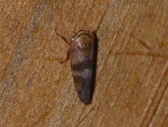Drabescus