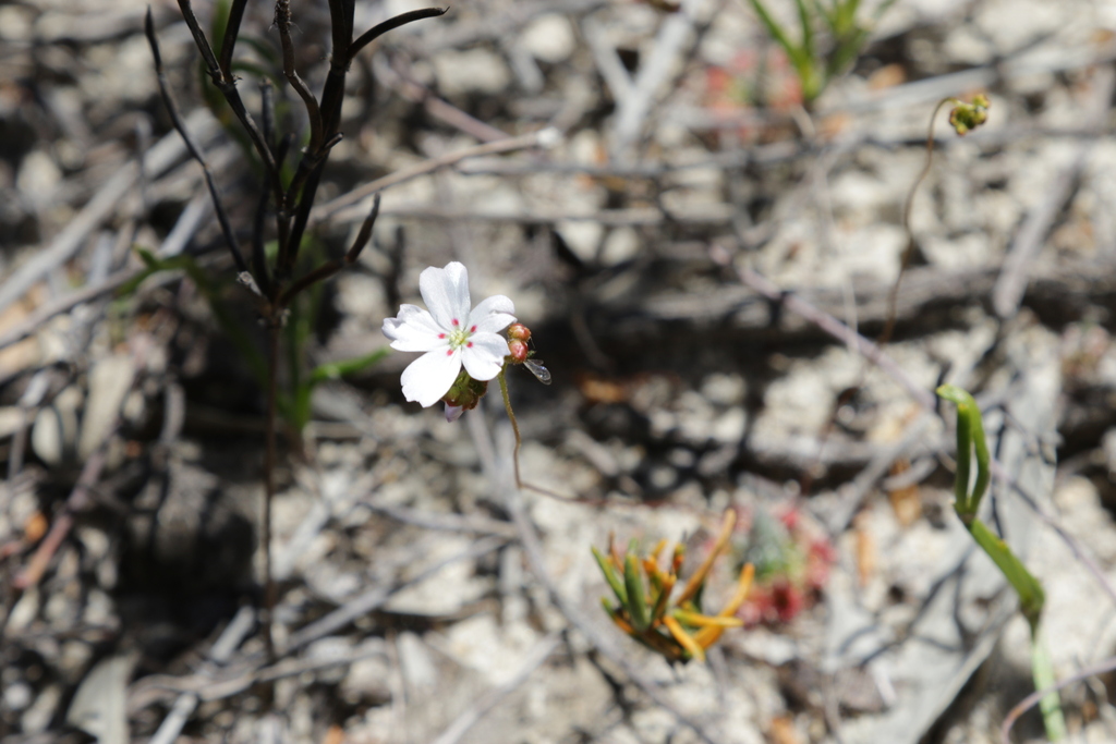 Drosera eneabba, Warradarge WA 6518, Australia