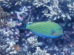 Acanthurus lineatus