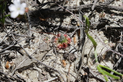 Drosera eneabba