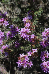 Calytrix sapphirina