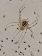 Cryptachaea gigantipes