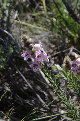 Hemiphora