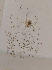Cryptachaea gigantipes