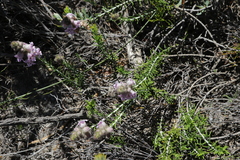 Hemiphora