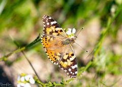 Vanessa cardui