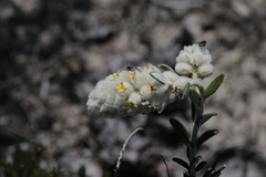 Physopsis spicata