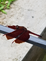 Neurothemis ramburii