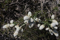 Physopsis spicata