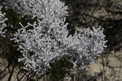 One-sided Smokebush (Conospermum unilaterale)