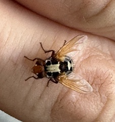 Microtropesa sinuata