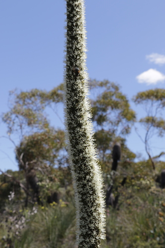 Image of Xanthorrhoea drummondii by no rights reserved