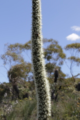 Xanthorrhoea drummondii