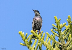 Sturnus vulgaris