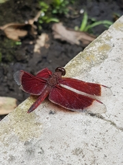 Neurothemis ramburii