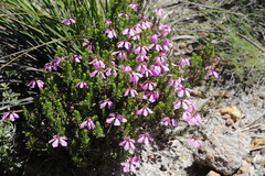 Tetratheca confertifolia