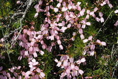 Stylidium nonscandens