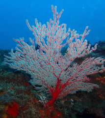 Melithaea zimmeri