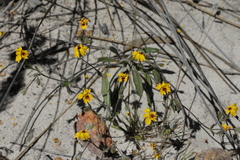 Goodenia trinervis