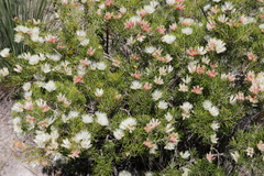 Melaleuca urceolaris