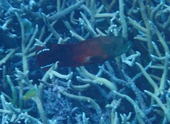 Cephalopholis urodeta