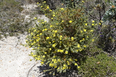 Gompholobium aristatum