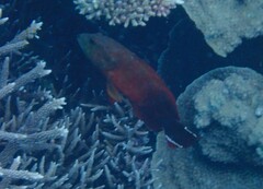 Cephalopholis urodeta