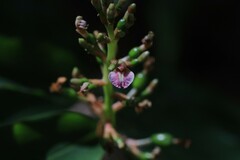 Alpinia arundelliana