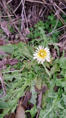 Taraxacum albidum