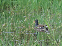 Gallinula chloropus chloropus
