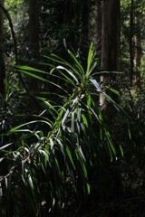 Cordyline stricta