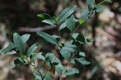 Wikstroemia indica