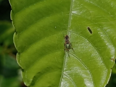 Bijoaraneus mitificus