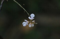 Indigofera australis