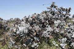 Eucalyptus macrocarpa