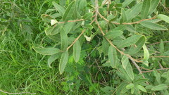 Ozoroa paniculosa