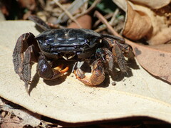 Sesarmidae