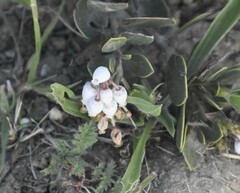 Arctostaphylos franciscana