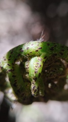 Blechnum triangularifolium