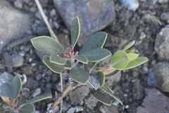 Arctostaphylos franciscana