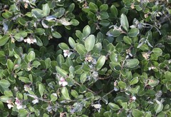 Arctostaphylos franciscana