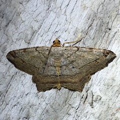 Macaria multilineata