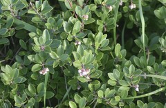 Arctostaphylos franciscana