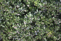 Arctostaphylos franciscana