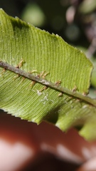 Blechnum triangularifolium