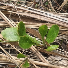Goodenia lanata
