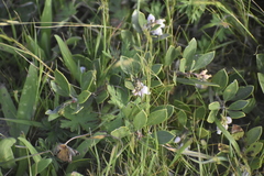 Arctostaphylos franciscana
