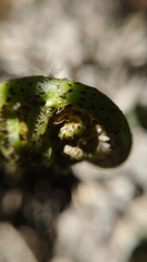 Blechnum triangularifolium