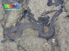 Freshwater Moray photo 5