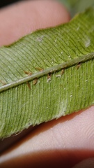 Blechnum triangularifolium